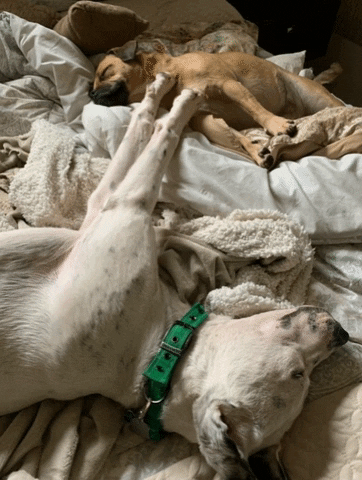 Social Distancing GIF