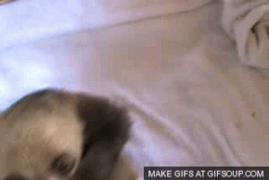 itchy GIF