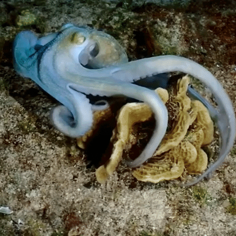 Hungry Sea GIF by OctoNation® The Largest Octopus Fan Club!