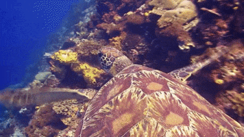 WeAreWater ocean turtle underwater sea turtle GIF