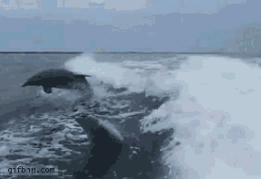 sea swimming GIF