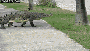alligator crocodiles GIF