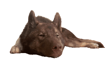 Sniffdog Sticker