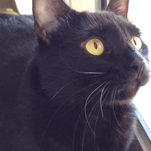 GIF by Osceola Library