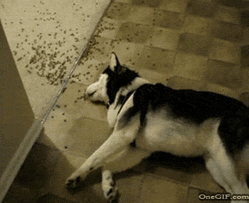 dogs food wake up smell happy cute funny dog sleeping sleep hungry animals gif  gifs - Find and share funny GIFs on GIFsme