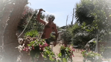 Lobo Estepario GIF