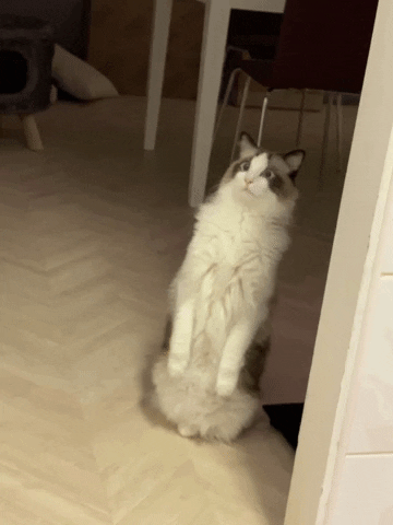 Cat GIF