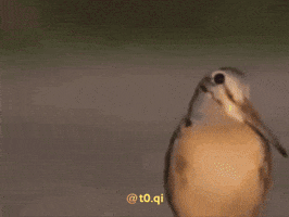Woodcock GIF