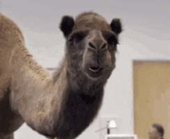 Geico Camel GIF
