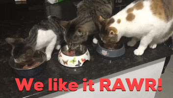 Cat Food GIF by FURCHILD