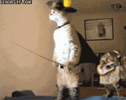puss in boots cat GIF