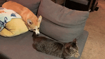 Cat And Dog GIF by Tutimon