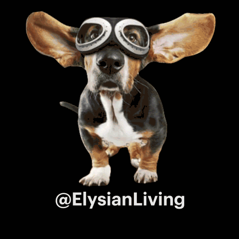 ElysianLiving dog flying elysian elysianliving GIF