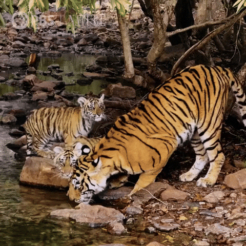 Mothers Day Family GIF by Nature on PBS