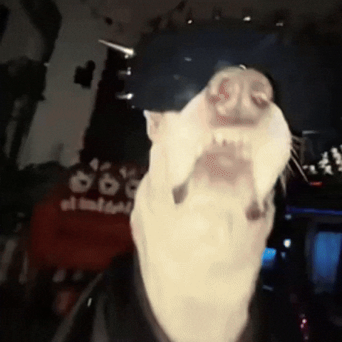 Lady Gaga Dogs GIF