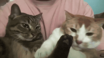 Cat Hit GIF