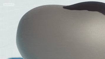 Seal GIF