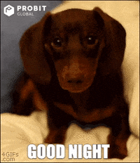 Dog-good-night GIFs - Get the best GIF on GIPHY
