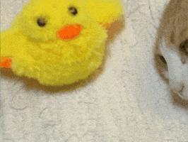 Dance GIF