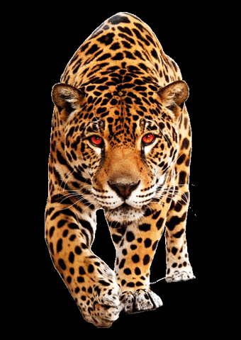 XTREAM Cheer & Gymnastics GIF