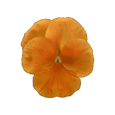 Orange Flower Sticker by Ball Horticultural Co