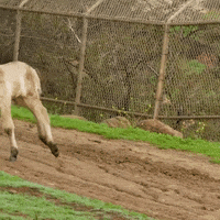 Fun Jump GIF by San Diego Zoo Wildlife Alliance