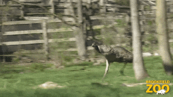 Cute Animals Running GIF by Brookfield Zoo
