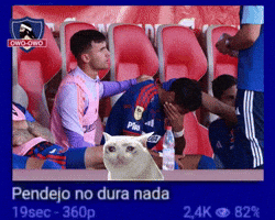 Lucero GIF