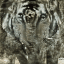 Tiger Elephant GIF by Jacob Graff