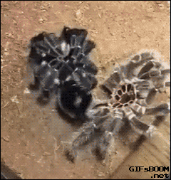 spiders GIF
