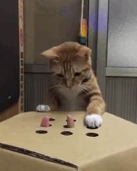 Cat holes gif  find & share on giphy