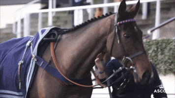 Warming Up Horse Racing GIF by Ascot Racecourse