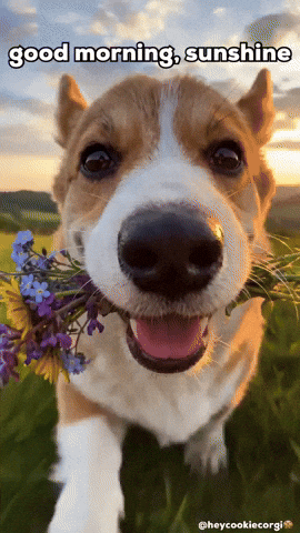Good Morning Love GIF