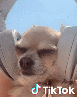 Dog Relaxing GIF by TikTok France