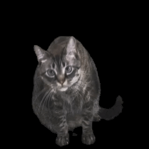 Cat Zvstudio GIF by Q Agency