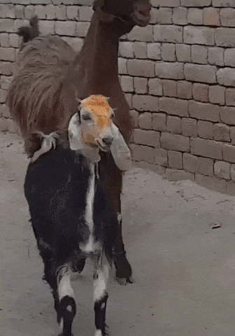 Sentido  Radio GIF