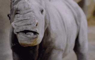 Baby Smile GIF by San Diego Zoo