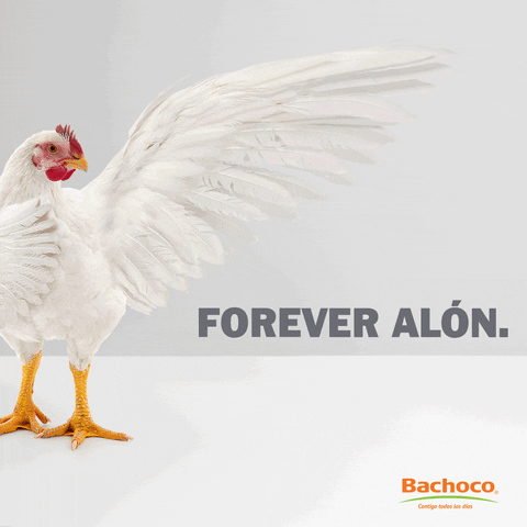 BachocoMX funny mood chicken alone GIF