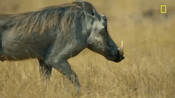 Nat Geo Savage Kingdom GIF by National Geographic Channel