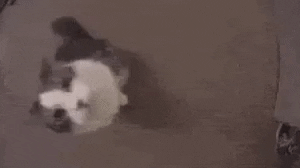 Cat GIF