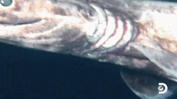 First Contact Alien Shark GIF by Shark Week