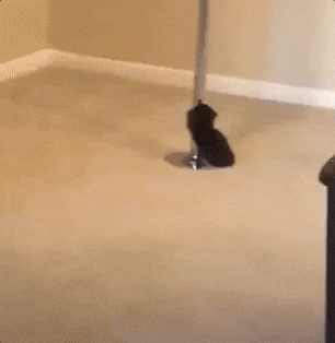 pole dancing cat gif