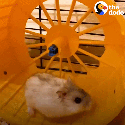 Animal Rescue Pet GIF by The Dodo