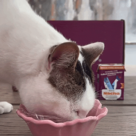 Cat Catfood GIF by Made by Nacho