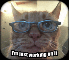 Cat Work GIF