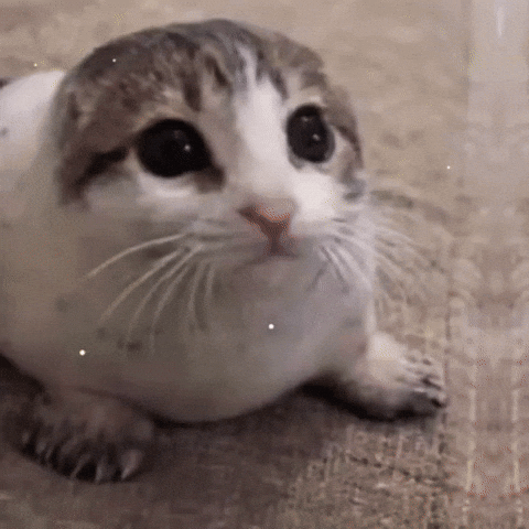 Agredezco GIF