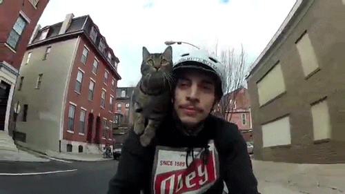 Cat Bike GIF - Find & Share on GIPHY