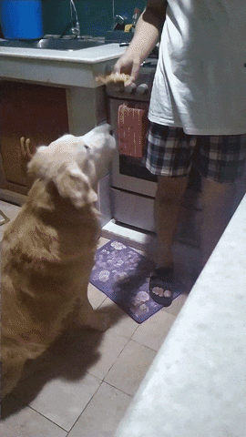 Biikthor GIF