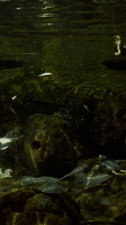 Nom Nom Eating GIF by Monterey Bay Aquarium