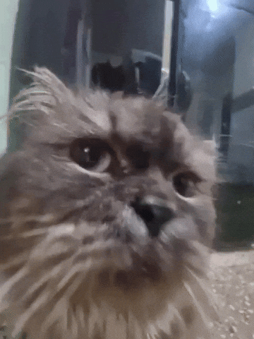 Cat GIF